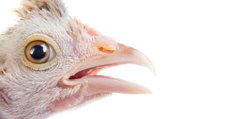 head chicken close up