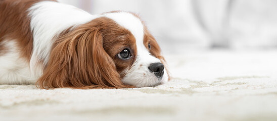 head melancholy dog puppy - 512807885