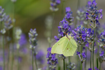 Common brimstone butterfly (Gonepteryx rhamni) sitting on lavender in Zurich, Switzerland