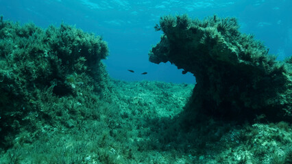 Rocky seabed covered with Brown Seaweed (Cystoseira). Mediterranean underwater seascape. Mediterranean Sea, Cyprus