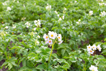 Flowers and leaves of potatoes grow in the vegetable garden