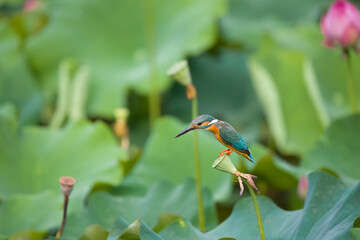 a kingfisher perched on a lotus seed pad
