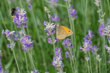Obraz premium Meadow brown (maniola jurtina) butterfly perched on lavender in Zurich, Switzerland
