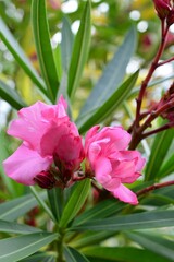 キョウチクトウ（夾竹桃）ピンク色