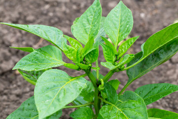 Sweet bell pepper bush with ovary