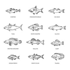 Vector set of fish. Types marine, ocean fish and Freshwater fish