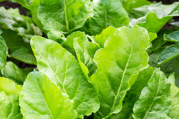 Wet beet leaves in the vegetable garden