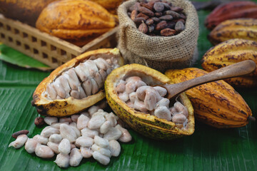 Fresh cocoa pod cut exposing cocoa seeds on banana leaf, view from above, cacao fruits which is used as raw material to make chocolate