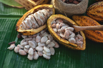 Fresh cocoa pod cut exposing cocoa seeds on banana leaf, view from above, cacao fruits which is used as raw material to make chocolate