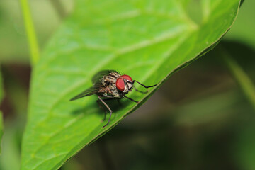 Fototapeta premium macro photo of housefly facing back