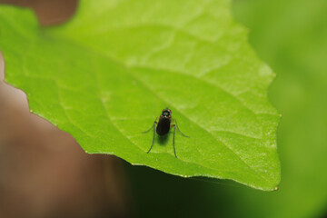 Fototapeta premium macro photo of housefly facing back