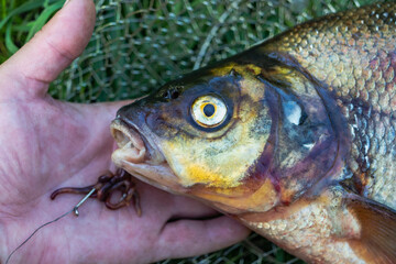 Big fresh bream. Freshly caught river fish. Large tasty fish close-up. Fishing for spinning and feeder. Sports fishing.