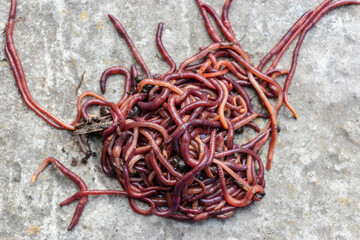 Breeding red worms Dendrobena. Fertile soil. Natural soil improvement. Fishing worms.