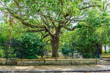 Charleston Live Oak And Fence 2