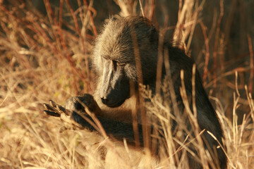 Chacma Baboon in the morning sun, Kruger National Park, South Africa