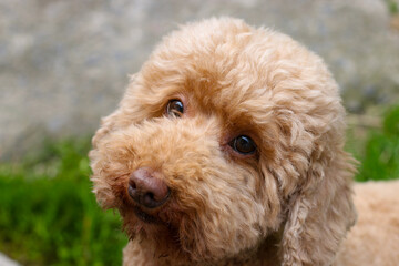 poodle dog looking at the camera