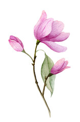 Watercolor pink Flower. Hand painted illustration of blooming purple Magnolia. Botanical drawing for wedding invitations or postcards