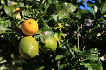 lemons on tree