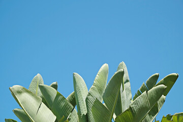 Group of big green leaves of exotic banana palm tree in sunshine over clear blue sky background. Cropped shot of tropical plant with visible leaf texture. Pollution free symbol. Close up, copy space.