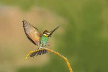 Rainbow bee-eater perched on a tree branch. The bird comes from a bird family called Meropidae and is found in Turkey.