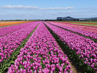 Fototapeta premium A riot of colors: Tulip fields in spring in North Holland, Holland, Netherlands