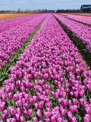 Obraz premium A whole world of bright colors: Tulip fields in spring in North Holland, Holland, Netherlands