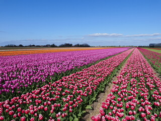 A whole world of bright colors: Tulip fields in spring in North Holland, Holland, Netherlands