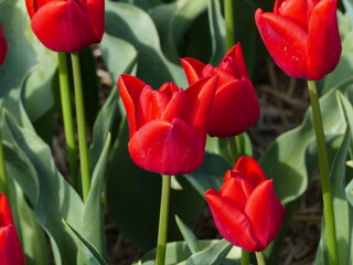 Naklejka premium Closeup of beautiful bright red tulips