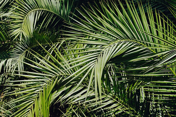 Group of big green leaves of exotic date palm trees. Cropped shot of tropical plant foliage lit by...