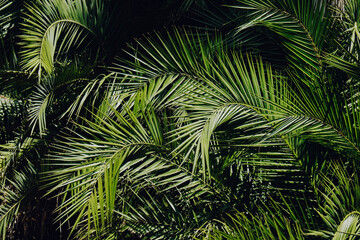 Group of big green leaves of exotic date palm trees. Cropped shot of tropical plant foliage lit by sunlight. Pollution free symbol. Close up, copy space for text, background.