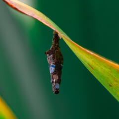 Bagworm moths (Psychidae)