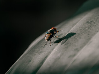 Oriental latrine fly (Chrysomya megacephala) / fly on a leaf