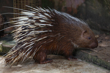 Close up the malayan porcupine animal