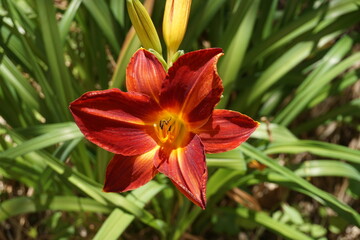 Lila Lilienblüte im garen bei Sonne im Frühling