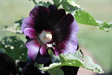 Black hollyhock