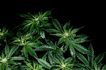 Fototapeta na wymiar Cannabis CBD plant on black background. Layout of fresh wet marijuana leaves, watering bush, top view. Hemp recreation, legalization concept.