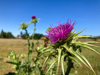 Honey Bee Pollinating a Purple Thistle Flower Blooming in California Countryside