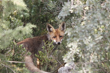 FOX - SPAIN