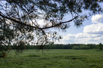 Fir branch with young cones, field with grass and flowers, green forest and cloudy sky. 