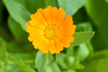 Flower of Calendula officinalis close-up.