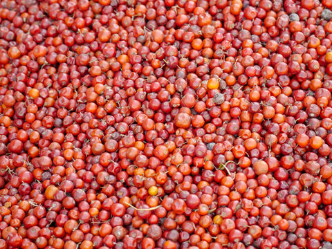 Heap of Red Indian jujube also known as Chinee apple, Chinese apple, jujube, Indian plum, masau, ber, cottony jujube, dungs