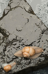 two beautiful snails close up on wet stones
