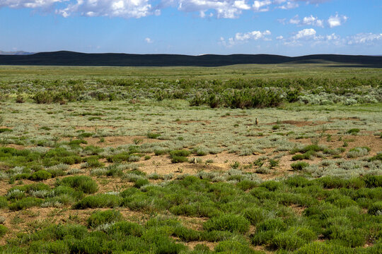 White-tailed Prairie Dog colony in Arapaho National Wildlife Refuge in Colorado