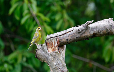 Greenfinches perched on a branch at a woodland site