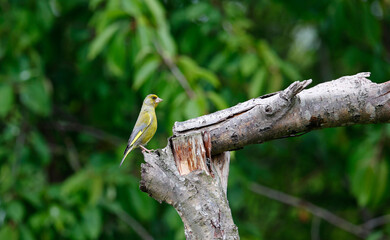 Greenfinches perched on a branch at a woodland site