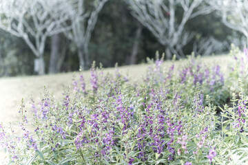 Obraz premium Field of Blue salvia flowers.(selective focus)