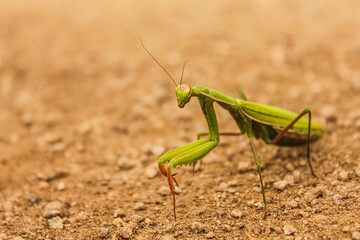 louva-a-deus, louva-deus ou cavalinho-de-deus