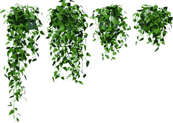 Front view of Plant (Hanging Creepers Plants 1) Tree illustration vector	 - obrazy, fototapety, plakaty