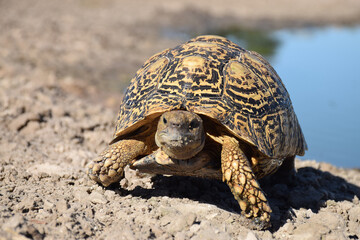 Tortoise done swimming 