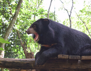 The Asian black bear, also moon bear is a medium sized bear species native to Asia that is largely adapted to an arboreal lifestyle.